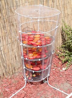 a plastic container filled with strawberries sitting on top of a red dirt ground next to a bamboo fence