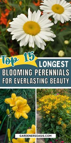 the top ten best blooming perennials for everlasting beauty in your garden