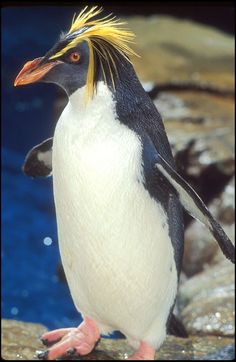 Penguin Photos, Rockhopper Penguin, Penguin Pictures, Penguin Species, African Penguin, Penguin Coloring Pages, Yellow Hair