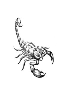 a black and white drawing of a scorpion