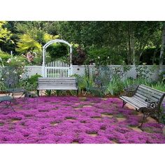 a garden with purple flowers and benches