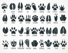 an animal's footprints are shown in black ink on white paper with the words