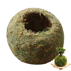 a moss ball with a small tree in the middle next to it on a white background