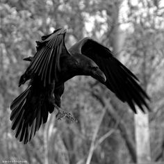 a large black bird flying through the air