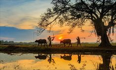 three people are standing in front of a tree as the sun sets behind them with two cows