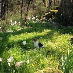 a cat is sitting in the grass near some trees and flowers with white daffodils