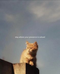 an orange cat sitting on top of a cement wall with the words stay where your presence is value