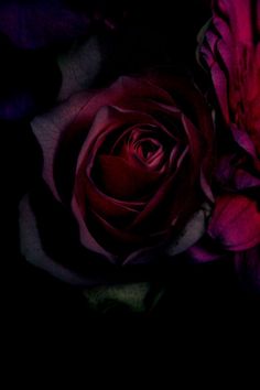 a red rose with the words good night and sweet dreams written on it in purple