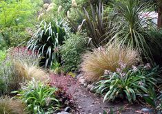 a garden with lots of plants and rocks