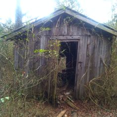 an outhouse in the woods with vines growing around it