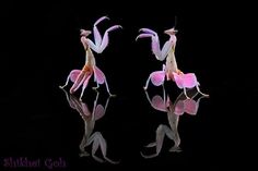 two pink and white birds with wings on their legs, reflected in the water at night