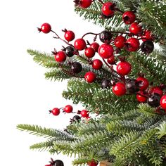 red berries are hanging from the branches of a pine tree