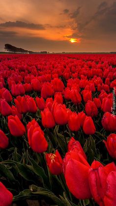 a field full of red tulips with the sun setting in the distance behind them