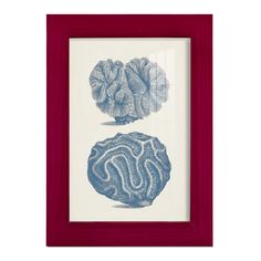 two blue and white corals are in a red frame on a white background,