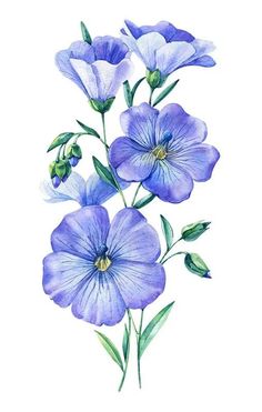 watercolor painting of blue flowers on white background