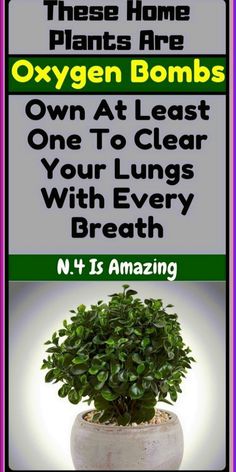 5 Plants to Clear Your Lungs With Every Breath Lungs, House Plants, Plants