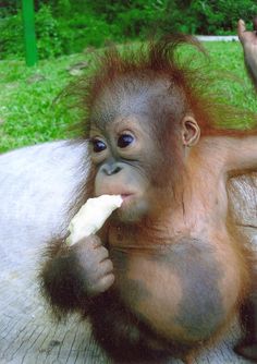 an orangutan sitting on the ground eating something with it's hands