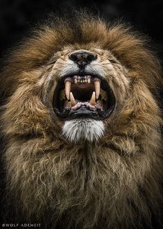 a black and white photo of a lion's face with its mouth wide open