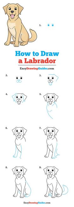 how to draw a labrador dog step by step instructions for kids and beginners with pictures