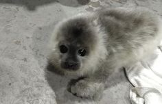 a small dog sitting on top of a white floor next to a pair of socks