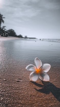 a white flower sitting on top of a sandy beach next to the ocean with palm trees in the background