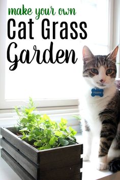 a cat sitting on top of a window sill next to a potted plant