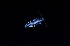 a fish that is swimming in the water at night time with its head turned to look like it's coming out of the water