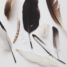 several different types of feathers on a white surface