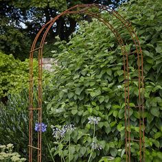 an arched metal garden trellis surrounded by greenery