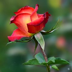 a single red rose with green leaves in the foreground and blurry back ground