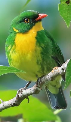 a green and yellow bird is sitting on a tree branch with leaves in the background