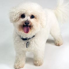 a small white dog standing on top of a white floor with its mouth open and tongue out