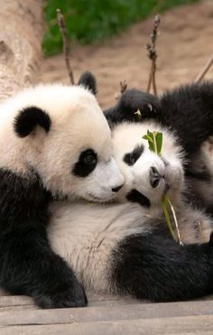 two panda bears are playing with each other