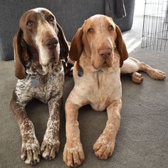 two dogs laying on the floor next to each other