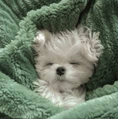 a small white dog laying on top of a green blanket