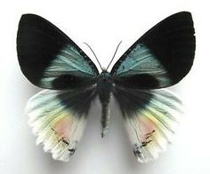 a black and white butterfly with multicolored wings