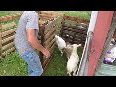 a man standing next to two goats in a pen