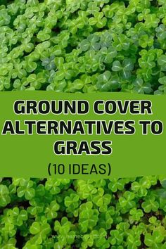 green grass with the words ground cover alternatives to grass 101 ideas on top and bottom