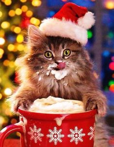 a cat wearing a santa hat sitting in a red cup