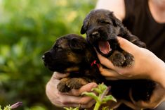 a person holding two puppies in their hands