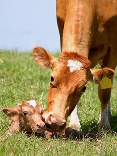 a baby cow is nursing from it's mother in the grass on a sunny day