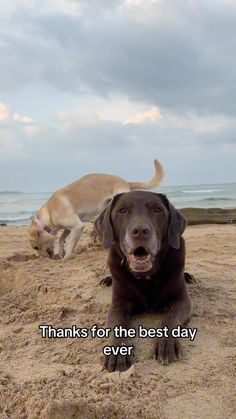 two dogs are sitting on the beach and one dog is looking up at the camera