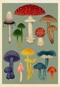 a group of different types of mushrooms on a green background