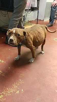 a brown dog standing on top of a red floor