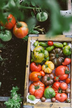 several different types of tomatoes in a wooden box on the ground next to some plants