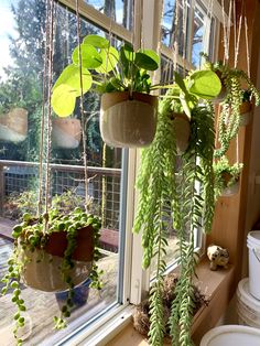 A group of hanging planters on display in the fern street pottery studio. filled with sedum, money plant, string of pearls and burro plants. Hanging Plant By Window, Trailing Plants Indoor Ideas, Hanging Succulent Planter, Hanging Plants Indoor Window, Plants Hanging In Window, Bay Window Plant Display, Hanging Plants In Front Of Window, Hanging Plants Window, Bay Window Plants