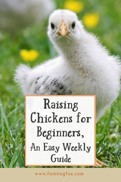 a chicken standing in the grass with a sign reading raising chickens for beginners an easy weekly guide