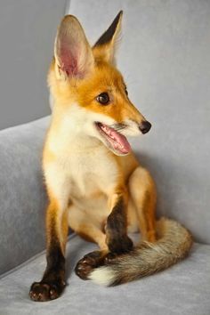 Young fox sitting on a gray chair, looking to the side with an open mouth. Spirit Creature, Fox Spirit Animal, Snake Spirit Animal, Bear Spirit Animal, Native American Folklore, Spirit Animal Meaning, Animal Meanings, Fox Spirit, Animal Guides