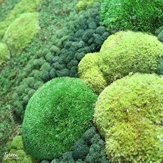 Close-up of nature’s elegance in the workspace! 🌿✨ This moss wall for this national publications' offices adds a vibrant touch, enhancing creativity and well-being in their environment. As everyone is returning to the office - they want something great to look at when they arrive.  ... #mosscompany #mossart #mosswalls #moss #preservedmoss #biophilicdesign #plantart #plantwall #livingwall #customart #homedecor #officedecor #hgtv #customdesign #interiordesign #walldecor #mossdesign Plant Art