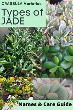 various types of jade plants with the title names and care guide on top of them